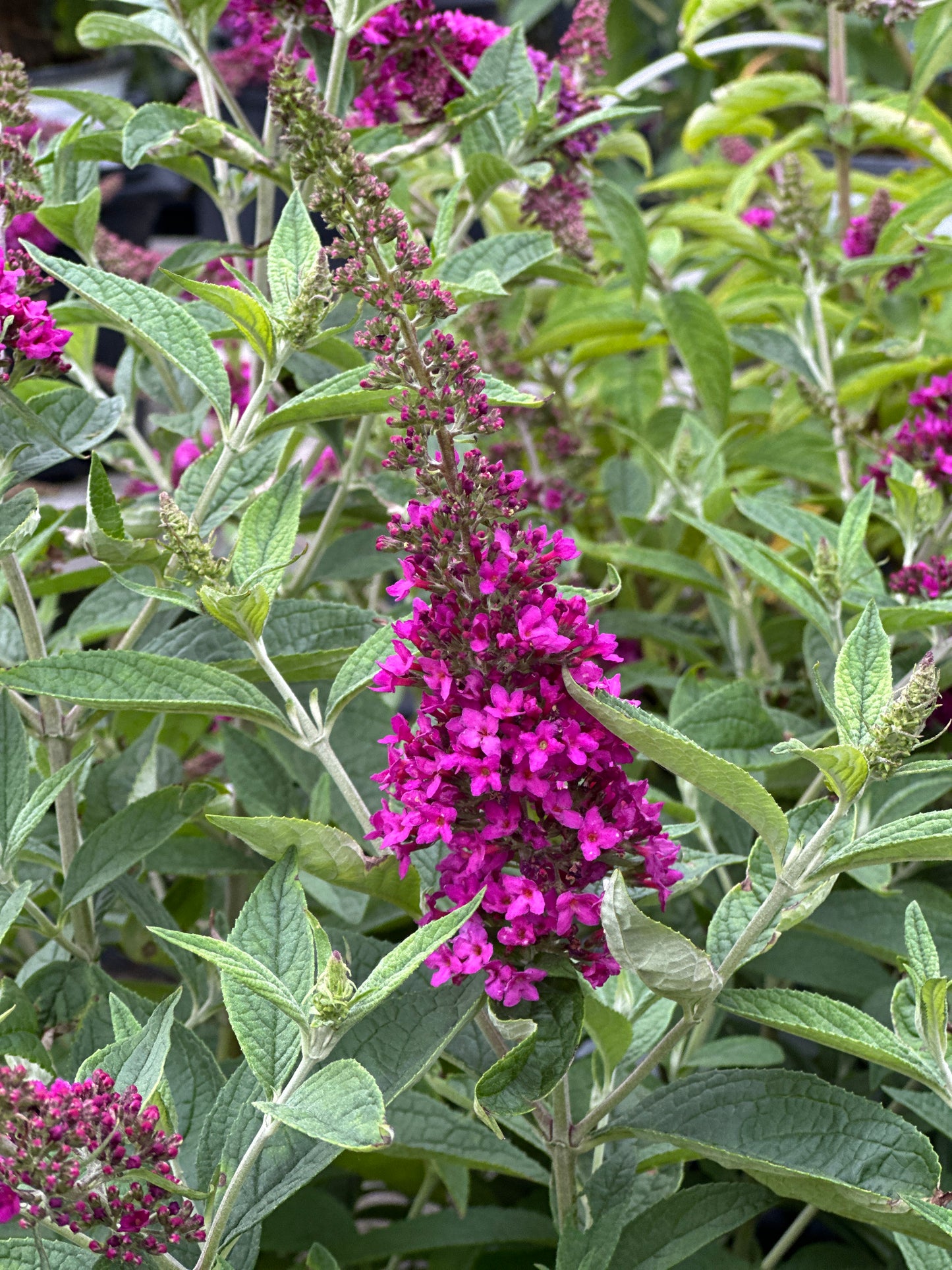BUDDLEIA LO-BEHOLD RUBY CHIP®