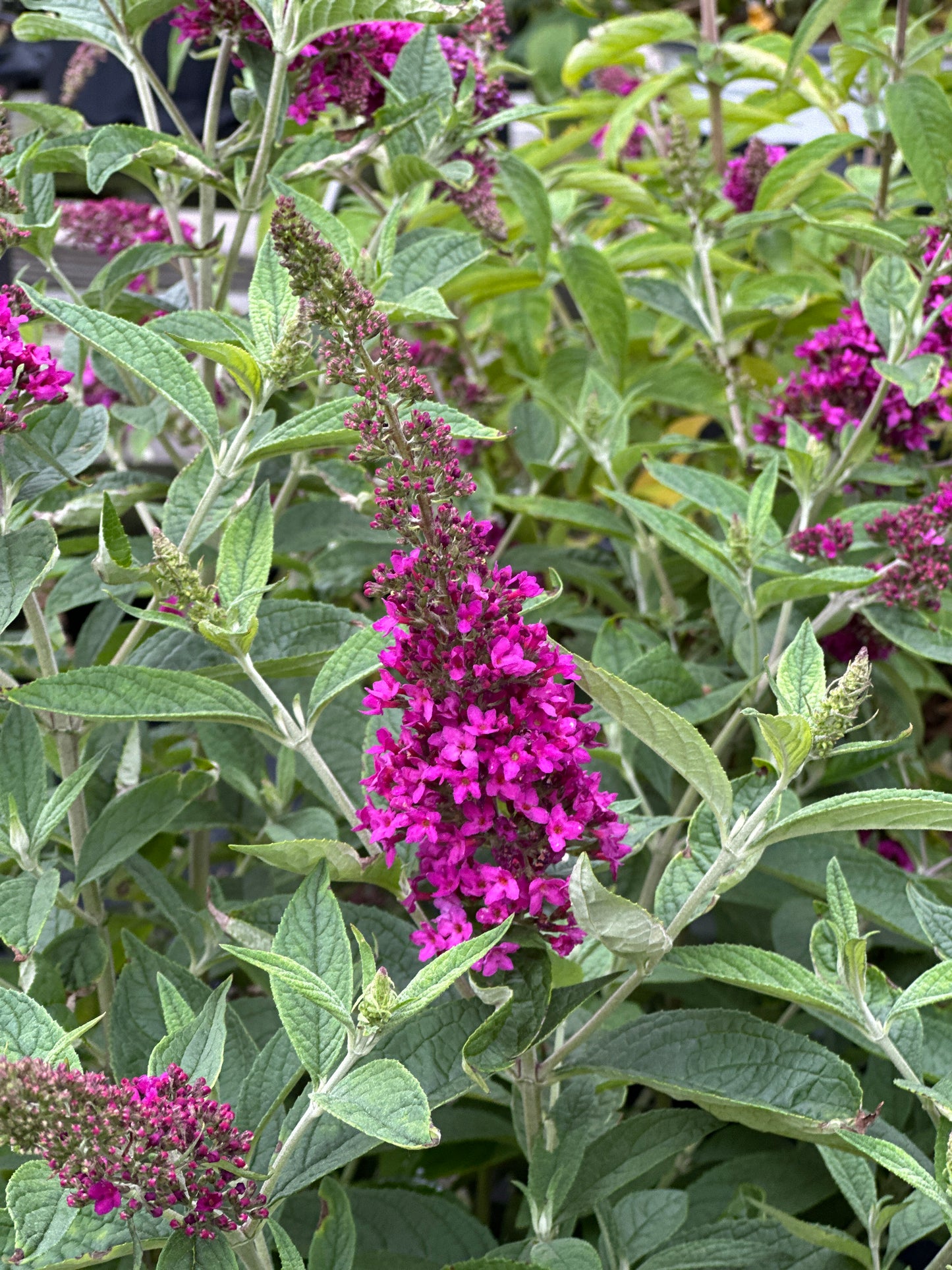 BUDDLEIA LO-BEHOLD RUBY CHIP®