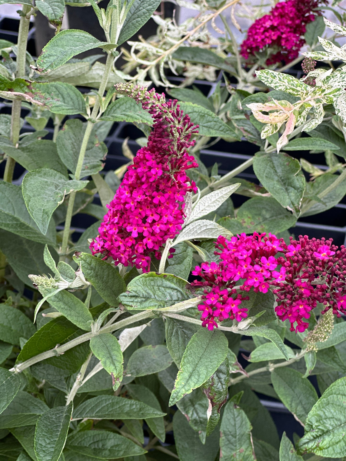 Buddleia 'Miss Molly' (PW)