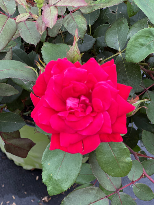 ROSE KO Double Knock Out