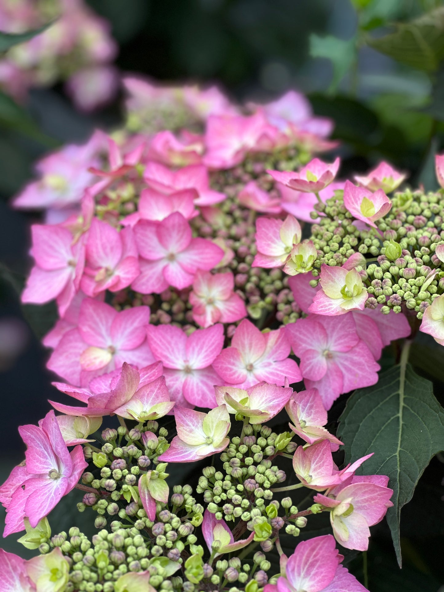 HYDRANGEA LET'S DANCE CAN DO®PW
