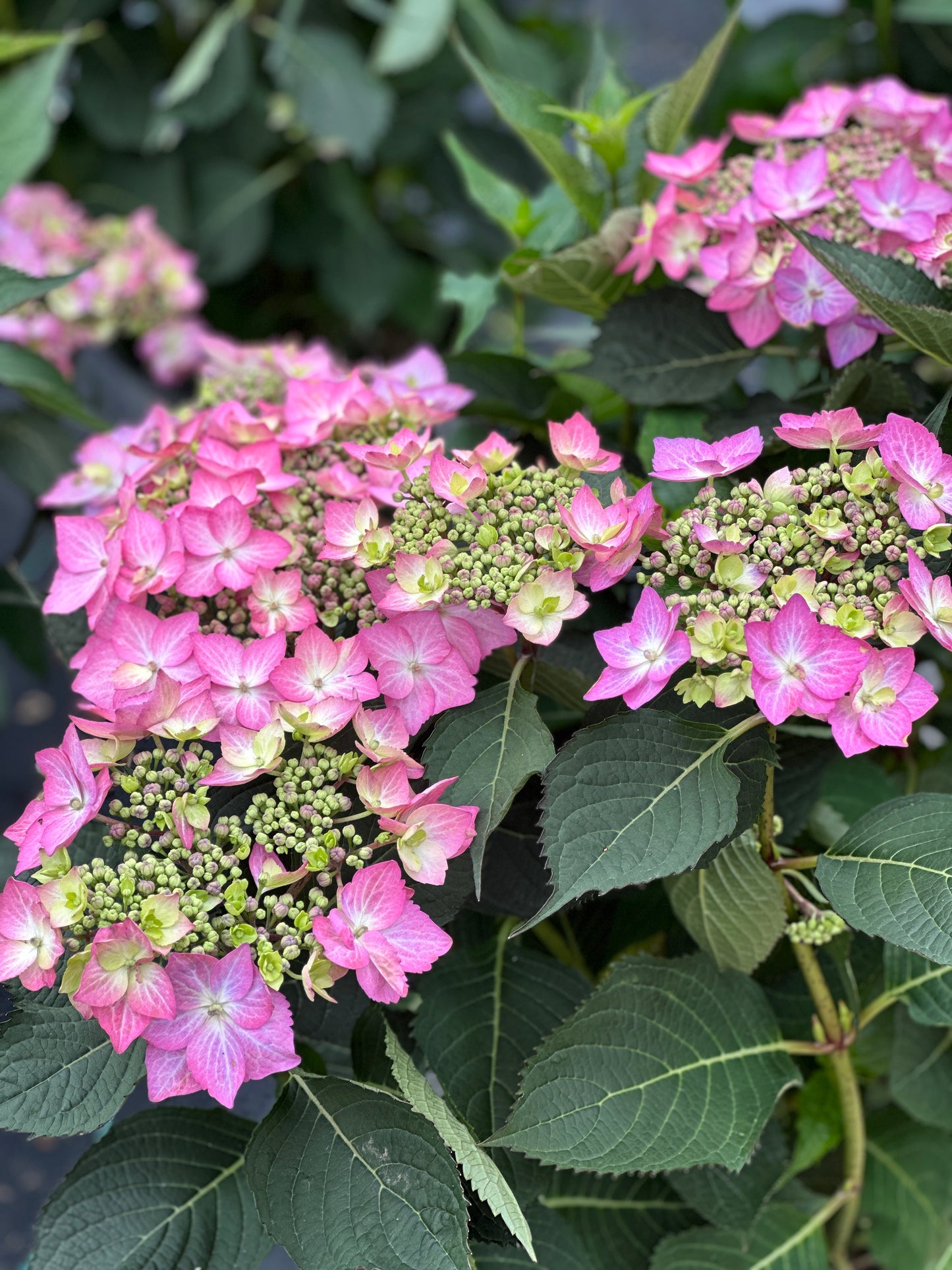 HYDRANGEA LET'S DANCE CAN DO®PW