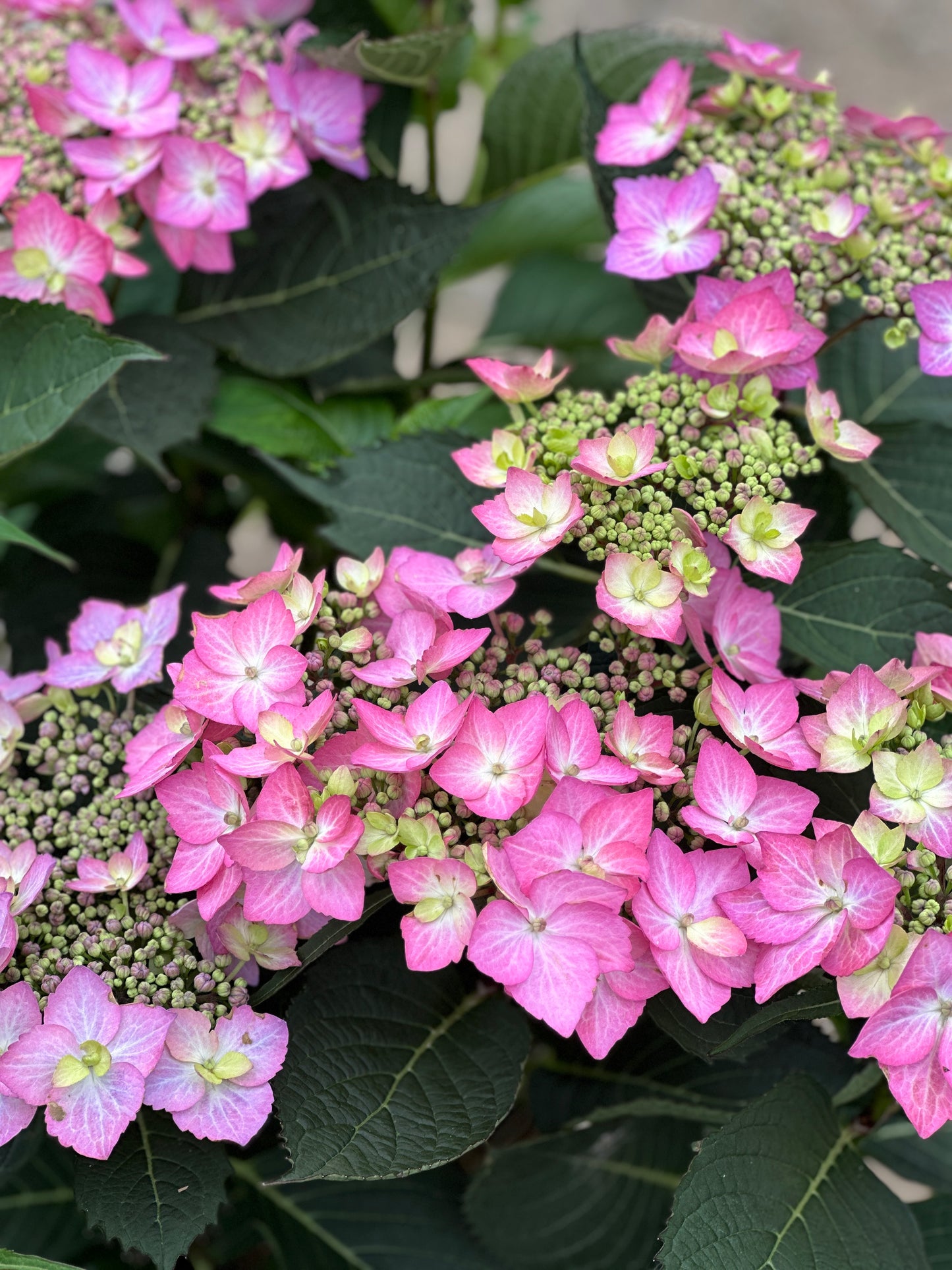 HYDRANGEA LET'S DANCE CAN DO®PW