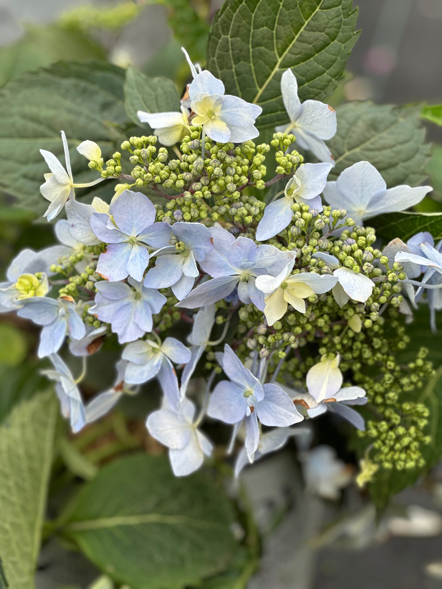 HYDRANGEA 'TUFF STUFF AH-HA'® PW