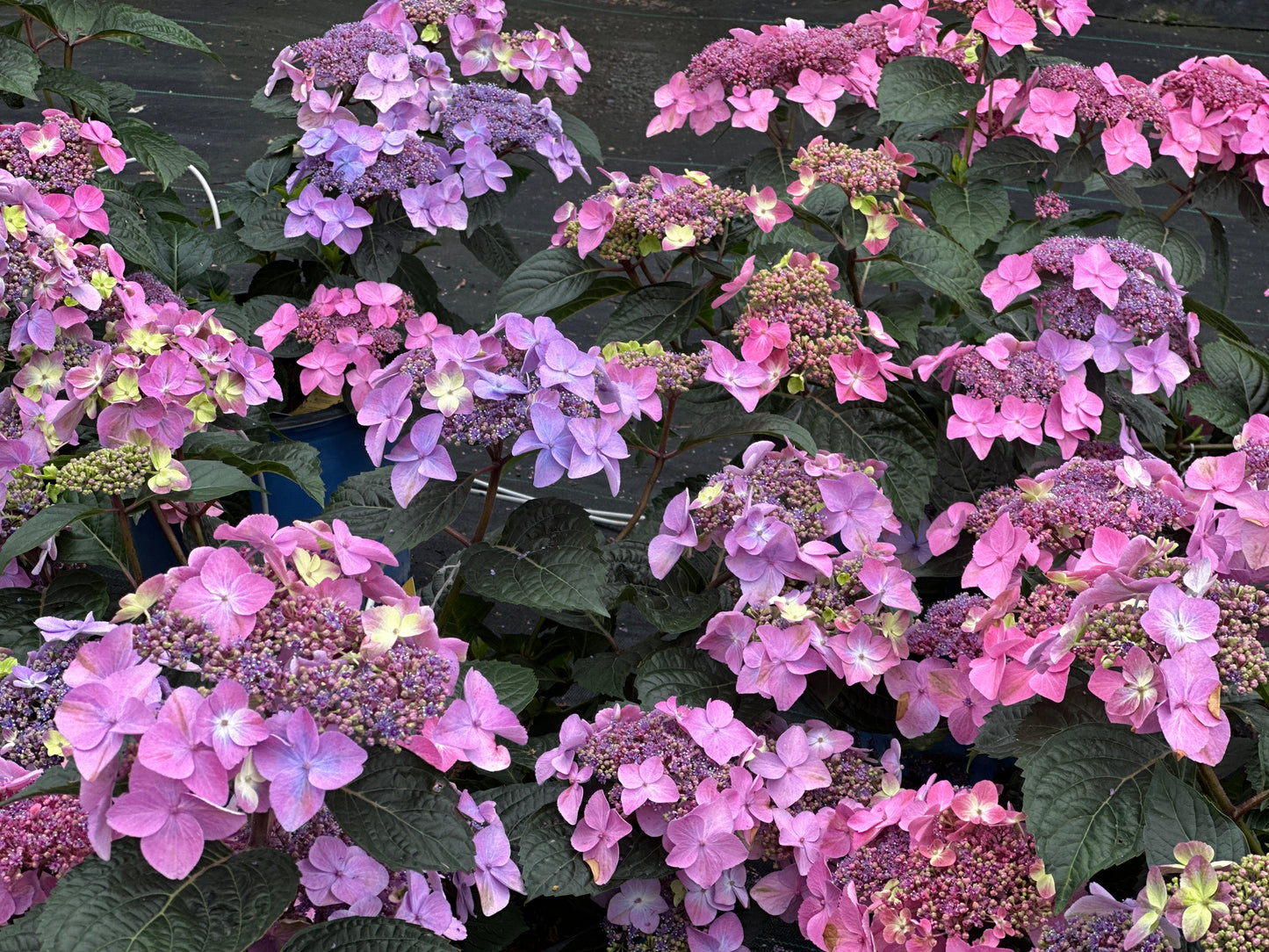 Hydrangea Endless Summer® Pop Star™
