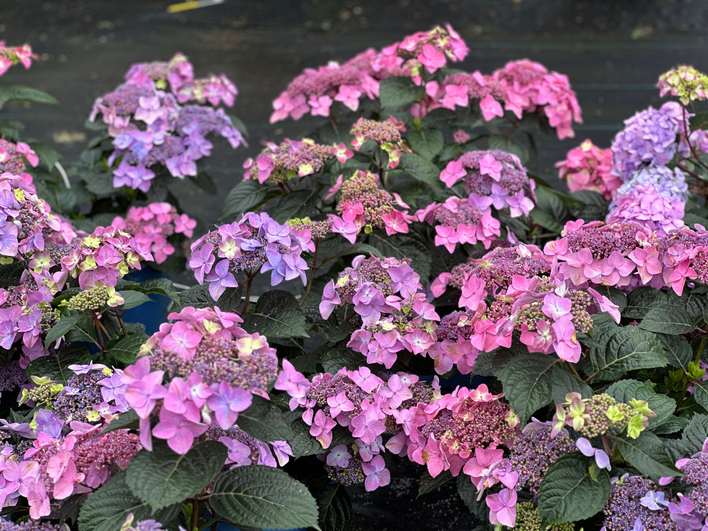 Hydrangea Endless Summer® Pop Star™