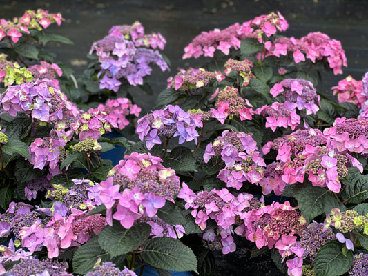 Hydrangea Endless Summer® Pop Star™