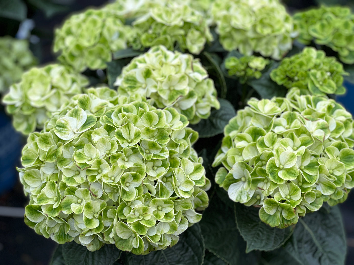 Hydrangea macrophylla Grin and Tonic™