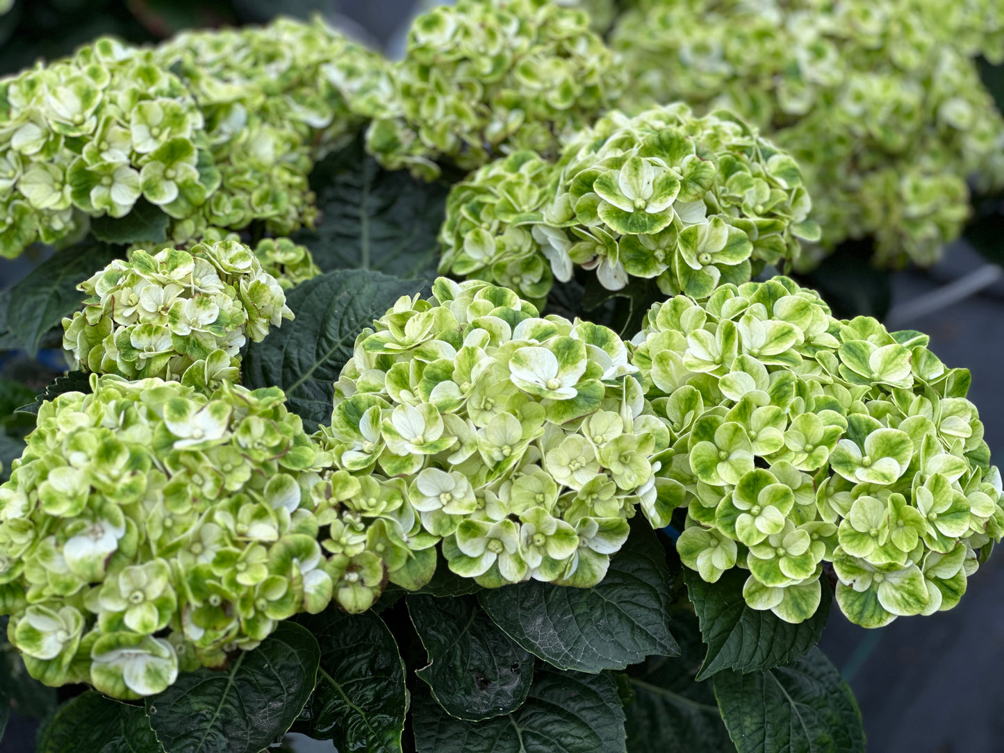 Hydrangea macrophylla Grin and Tonic™