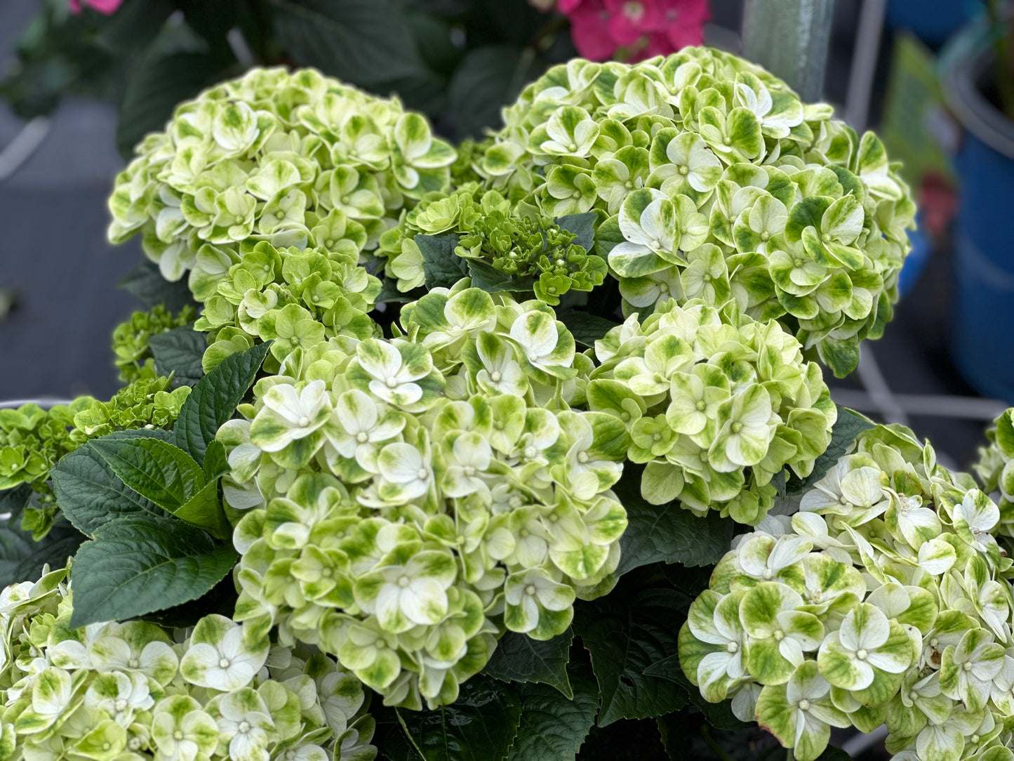 Hydrangea macrophylla Grin and Tonic™