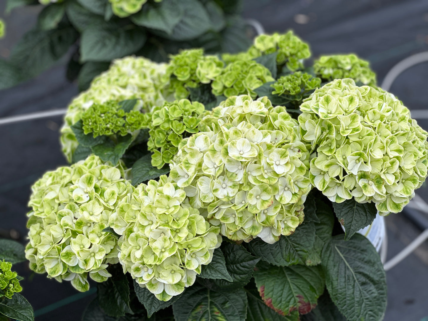 Hydrangea macrophylla Grin and Tonic™