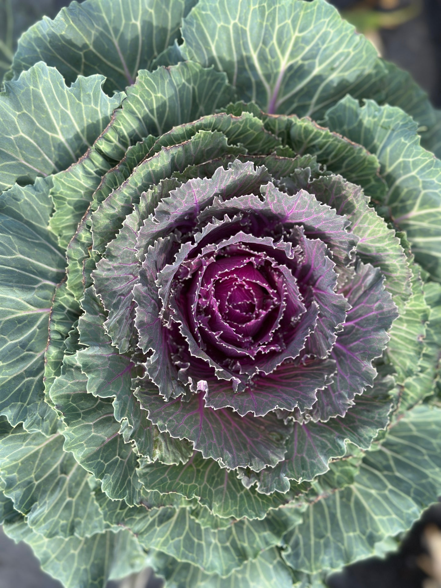 FLOWERING KALE SONGBIRD RED - JUMBO 6 PACK