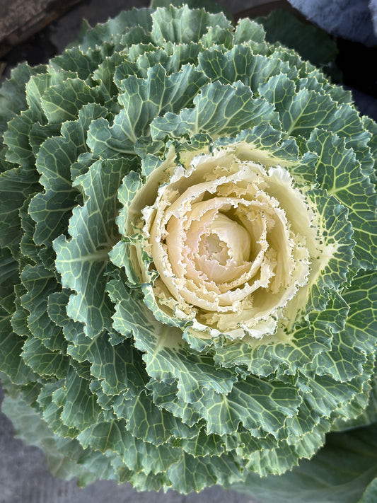 FLOWERING KALE SONGBIRD WHITE - JUMBO 6 PACK