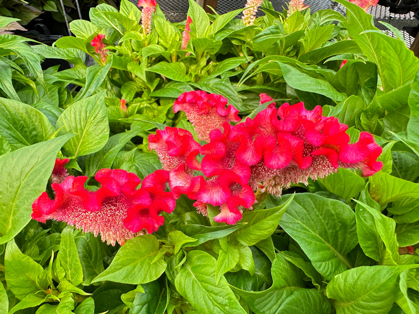 CELOSIA TWISTED STRAWBERRY - 6'' POT
