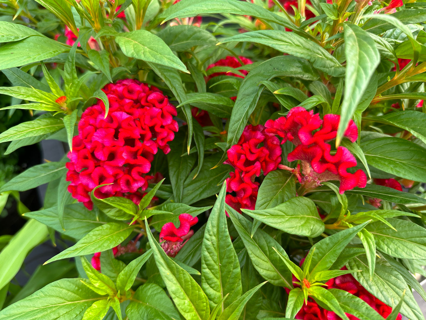 CELOSIA TWISTED STRAWBERRY - QUART POT