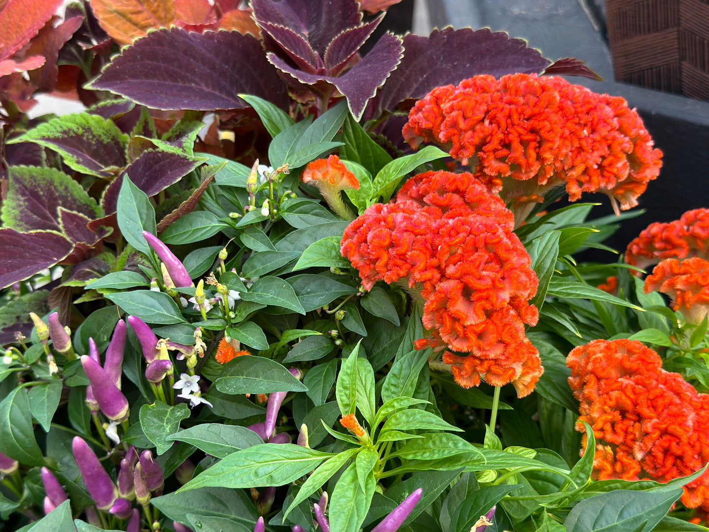 CELOSIA TWISTED DARK ORANGE - 6" POT