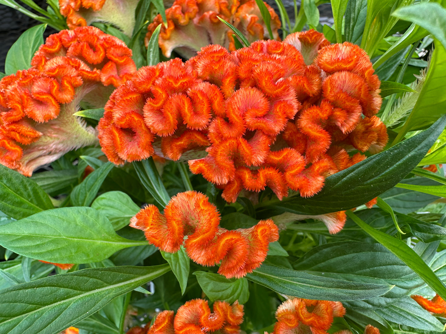 CELOSIA TWISTED DARK ORANGE - 6" POT