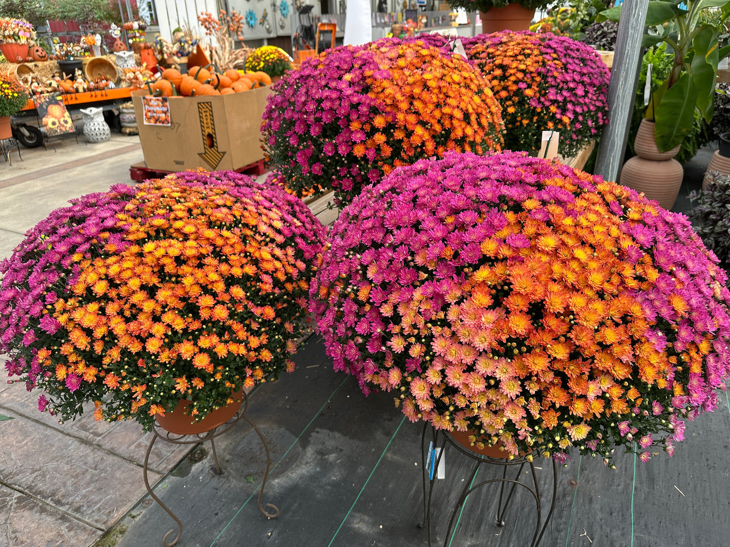 GARDEN MUMS COMBO HARVEST MOON - 10" Pot