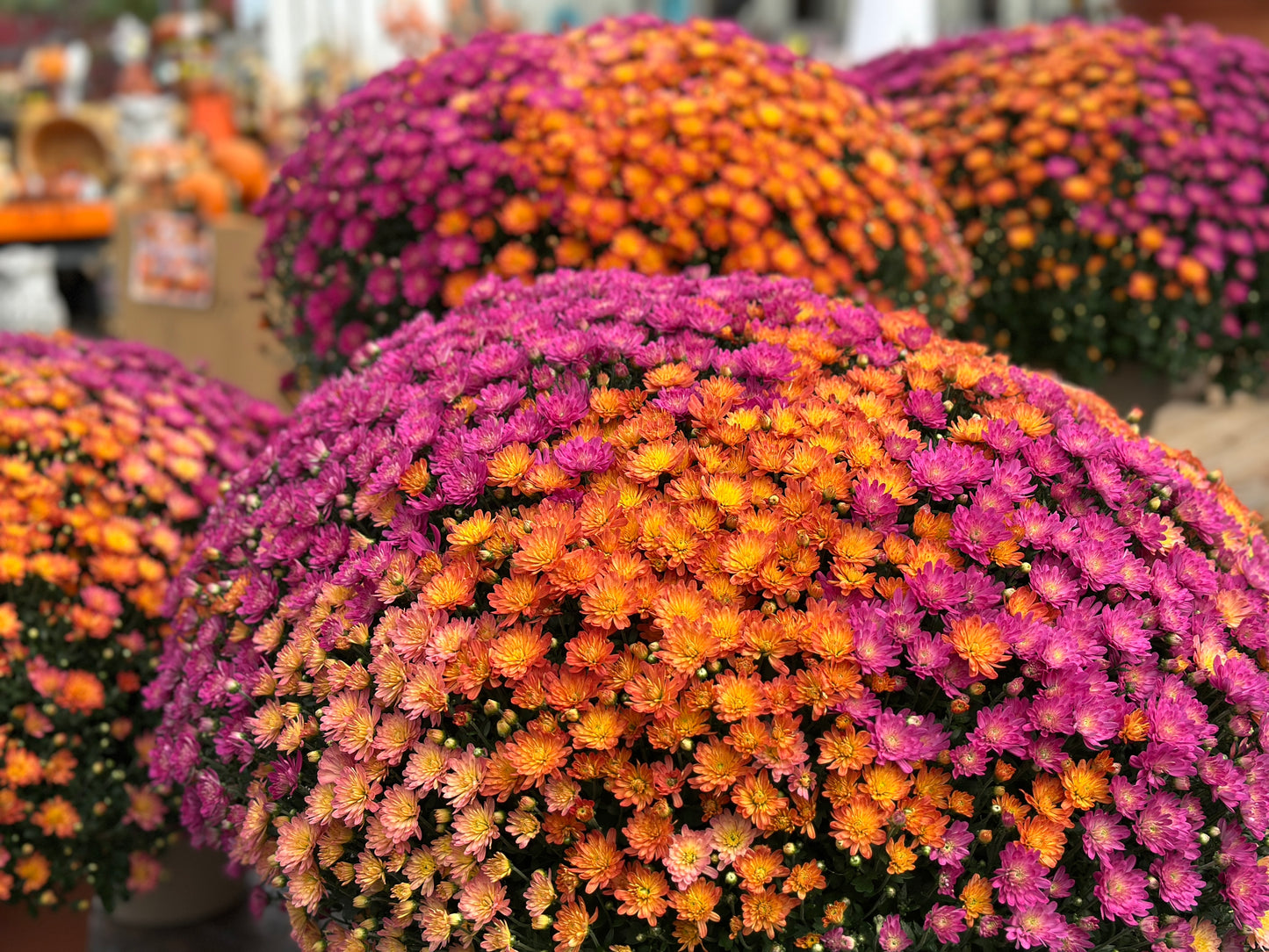 GARDEN MUMS COMBO HARVEST MOON - 10" Pot