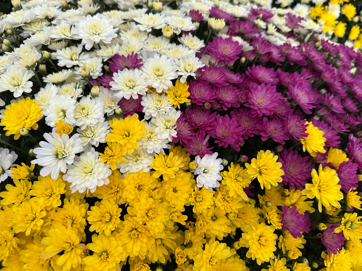 GARDEN MUMS COMBO SOLSTICE - 10" Pot
