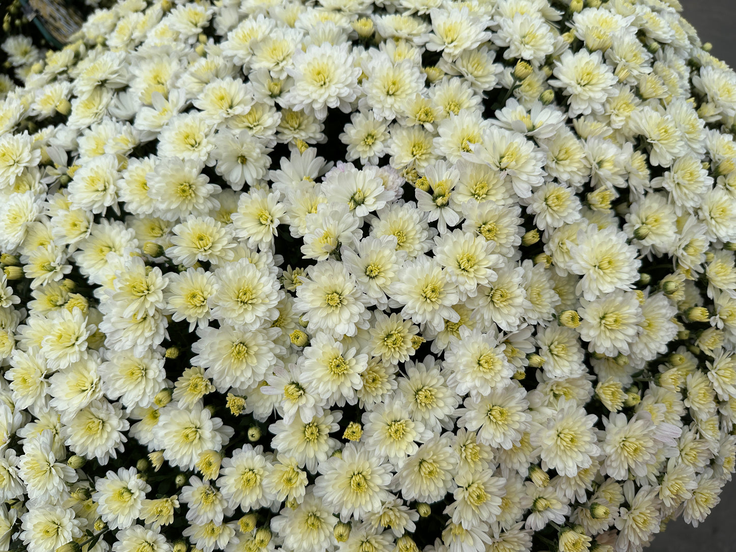 GARDEN MUMS JACQUELINE PEARL - 10" POT