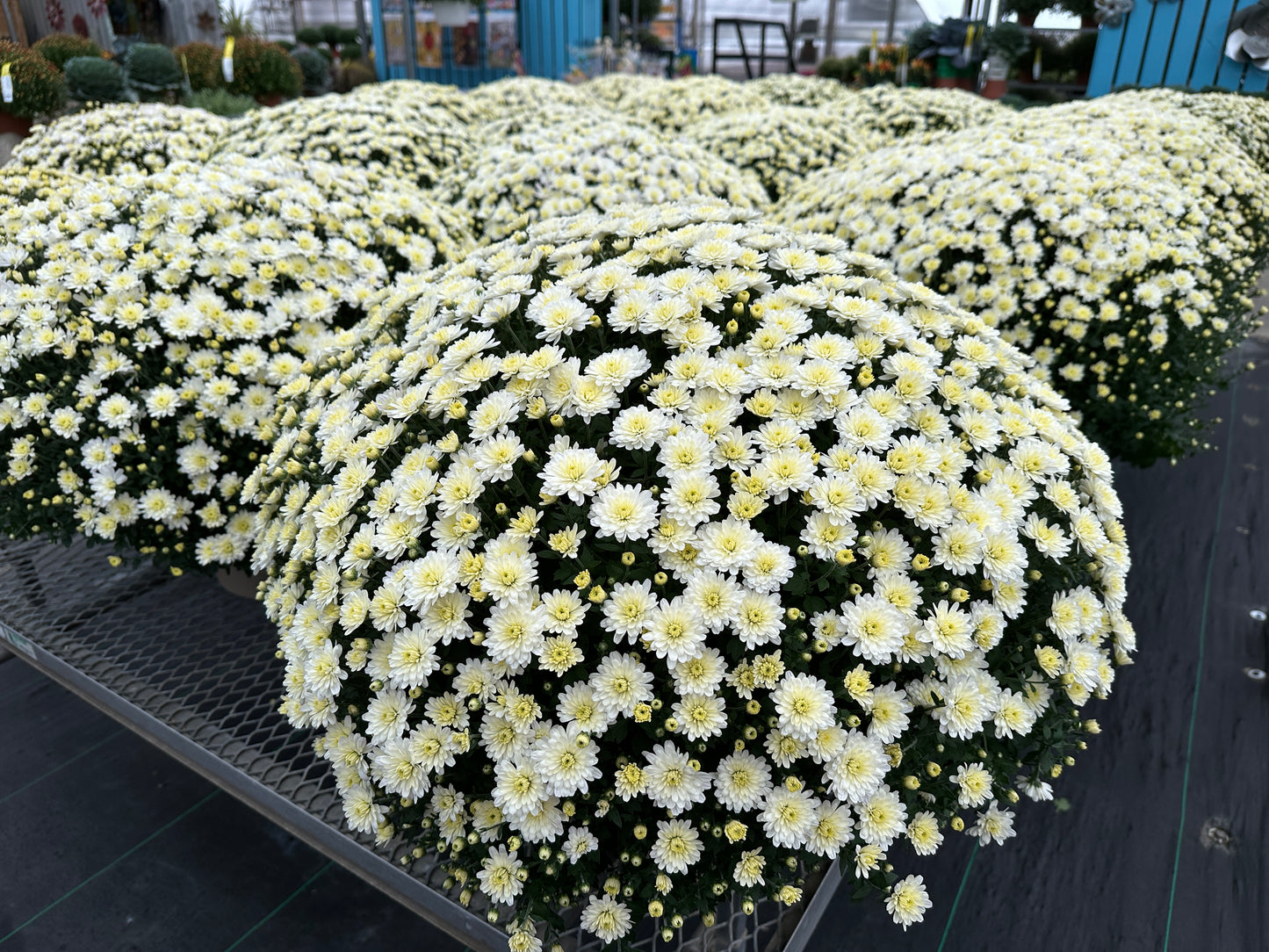 GARDEN MUMS JACQUELINE PEARL - 10" POT