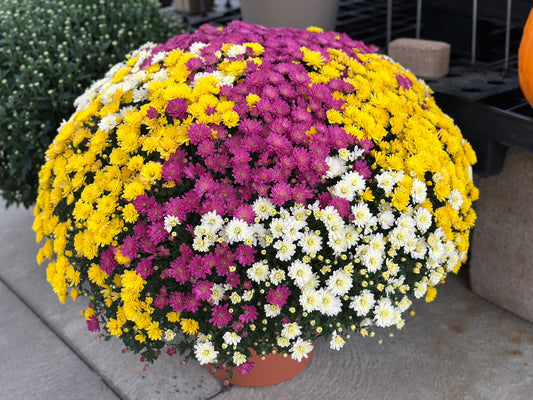 GARDEN MUMS COMBO SOLSTICE - 10" Pot