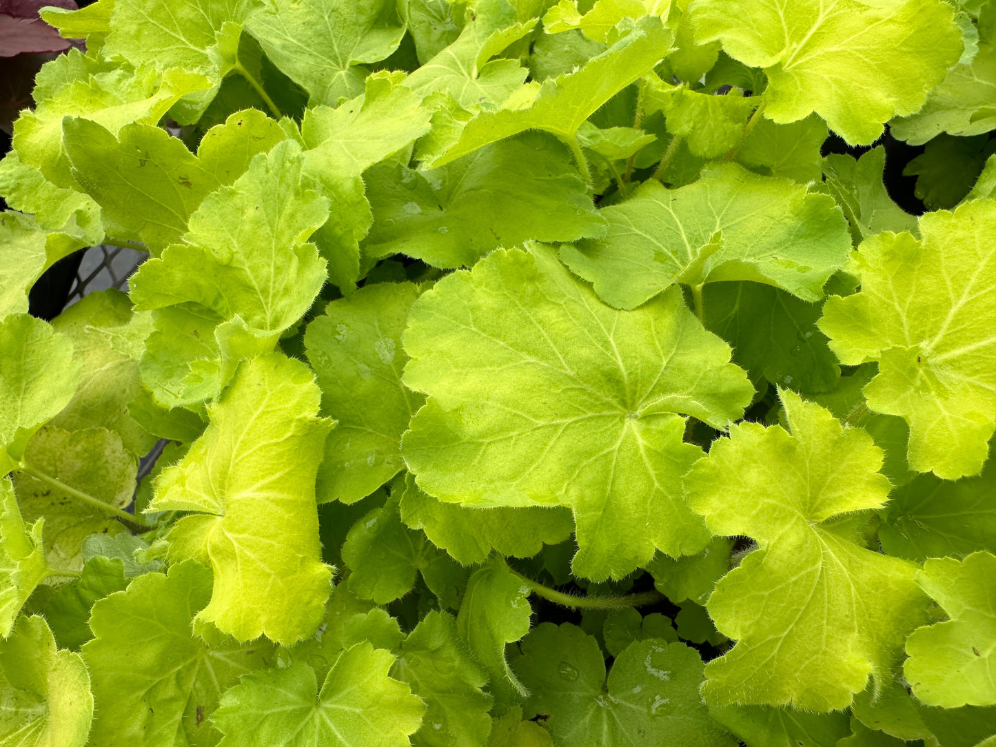 HEUCHERA CITRONELLE CORAL BELLS - QUART POT