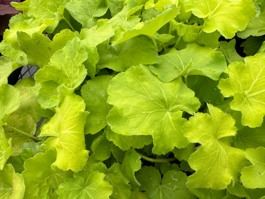 HEUCHERA CITRONELLE CORAL BELLS - QUART POT