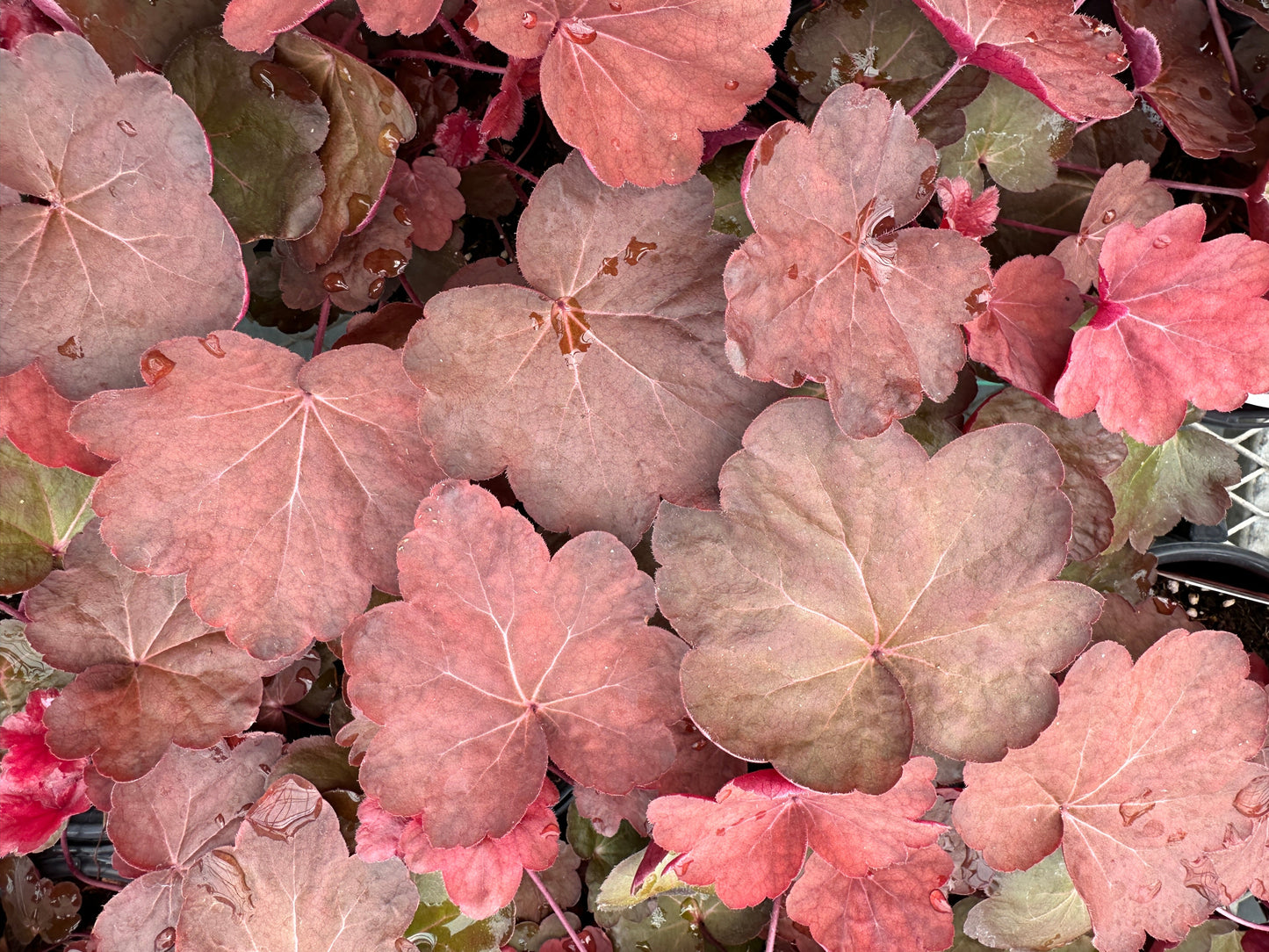 HEUCHERA CARNIVAL CINNAMON STICK - QUART POT