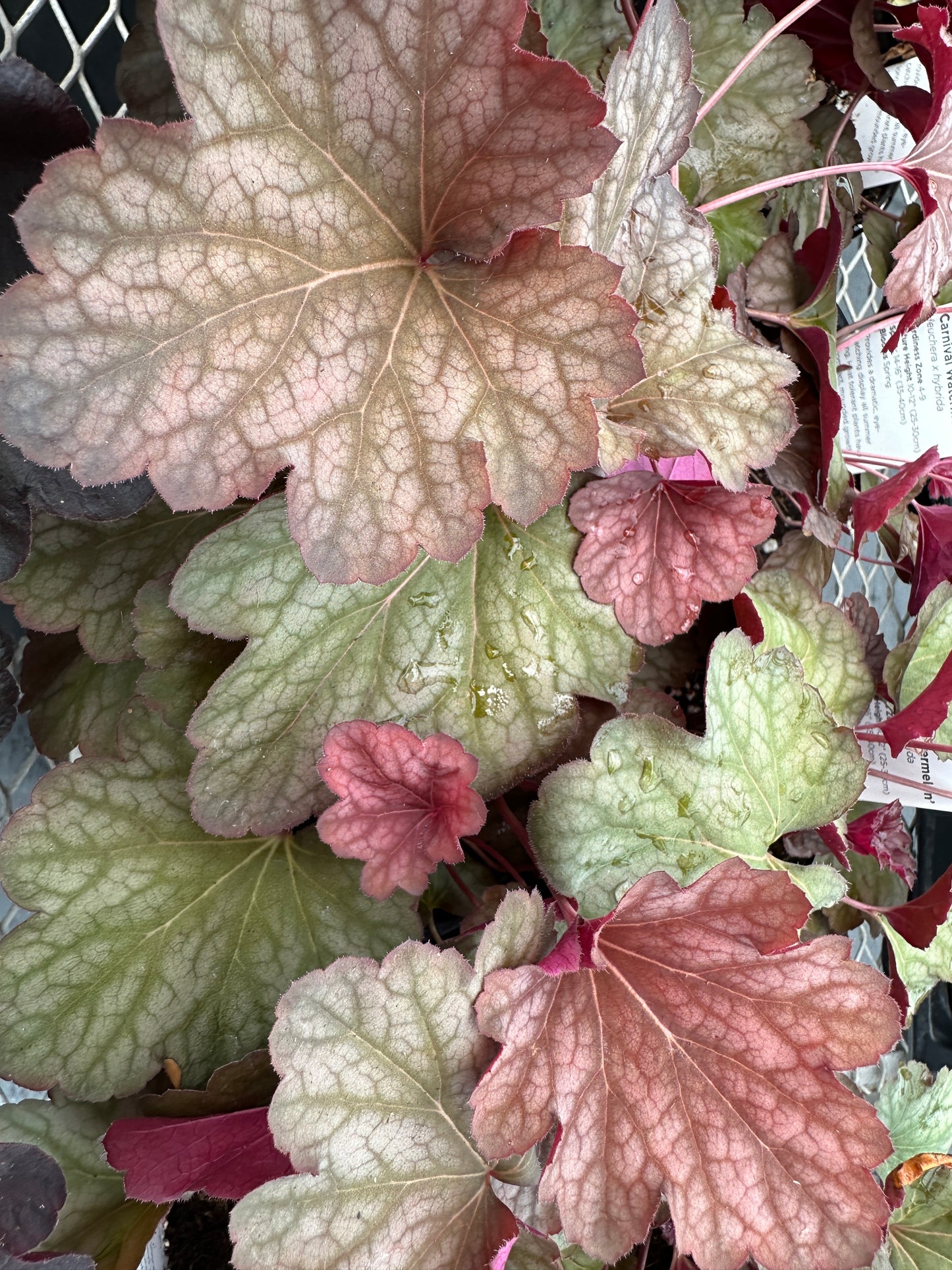 HEUCHERA CARNIVAL WATERMELON - QUART POT  (AA)
