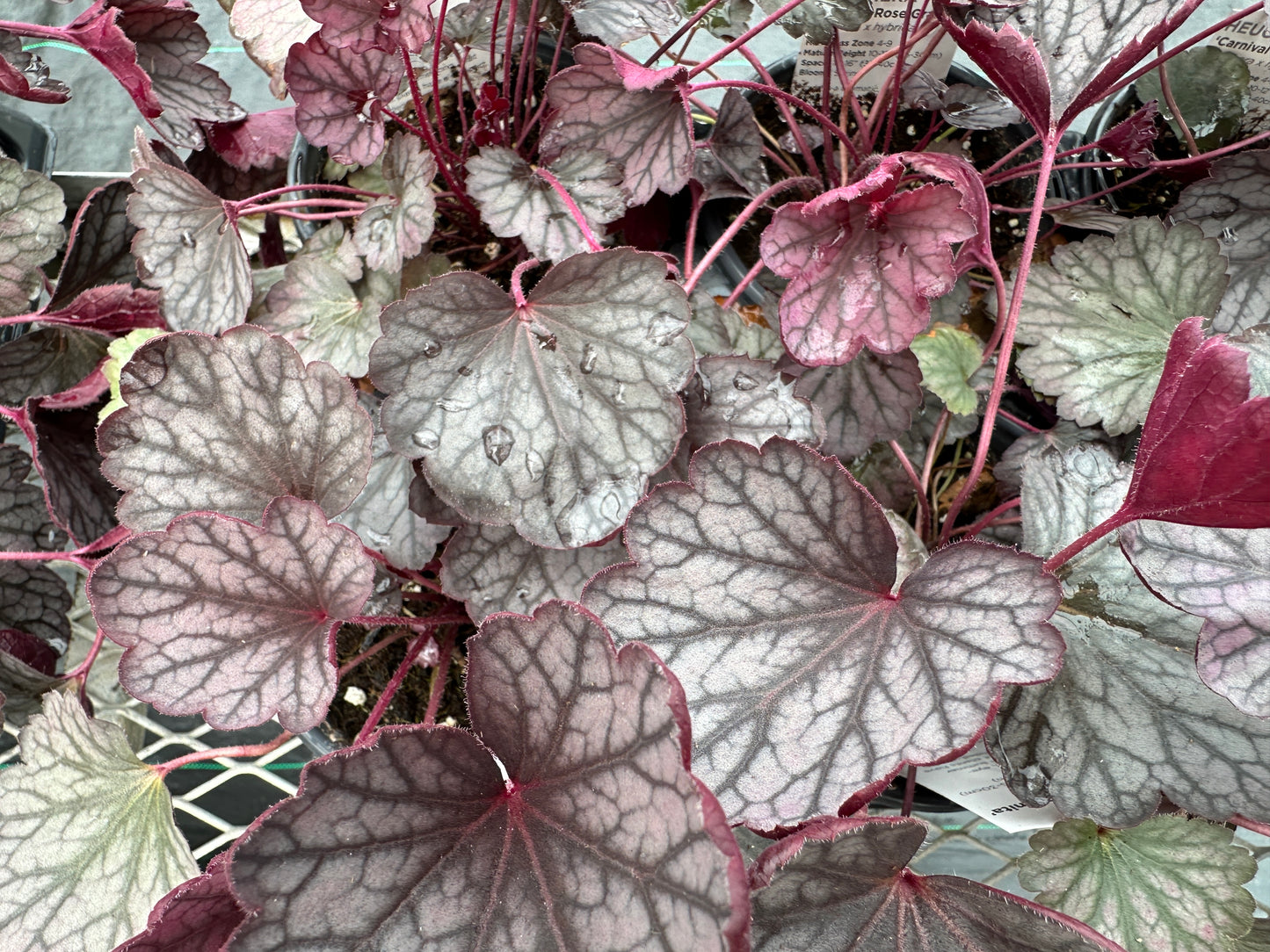 HEUCHERA CARNIVAL ROSE GRANITA - QUART POT