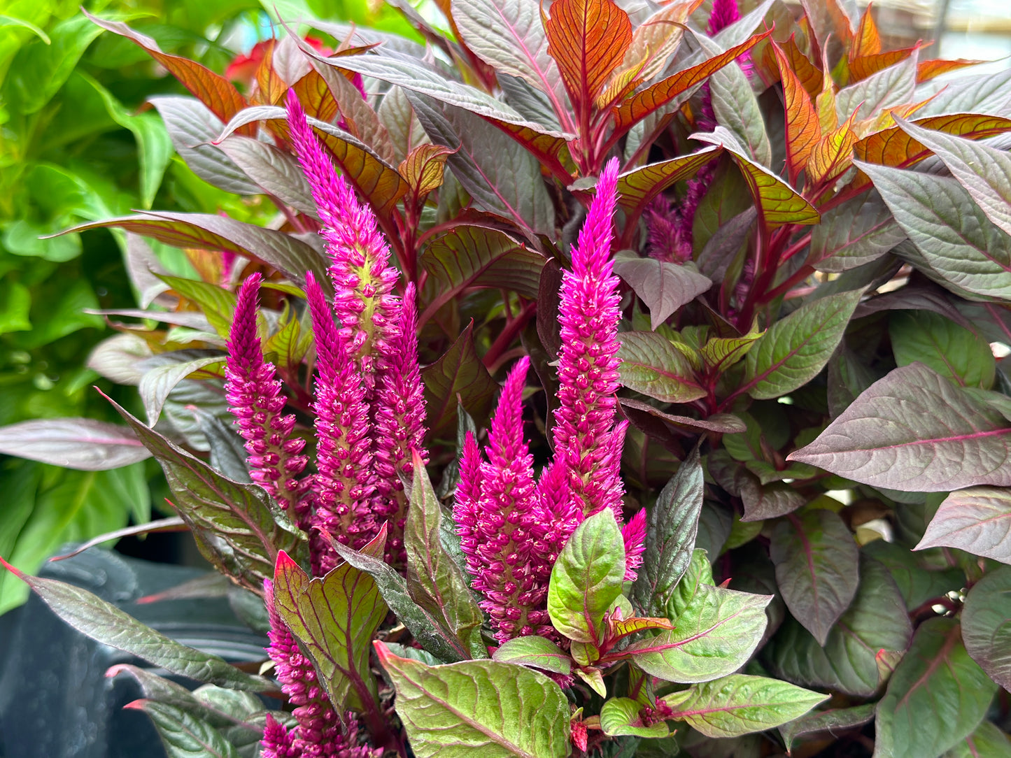 CELOSIA KELOS FIRE PURPLE - QUART POT