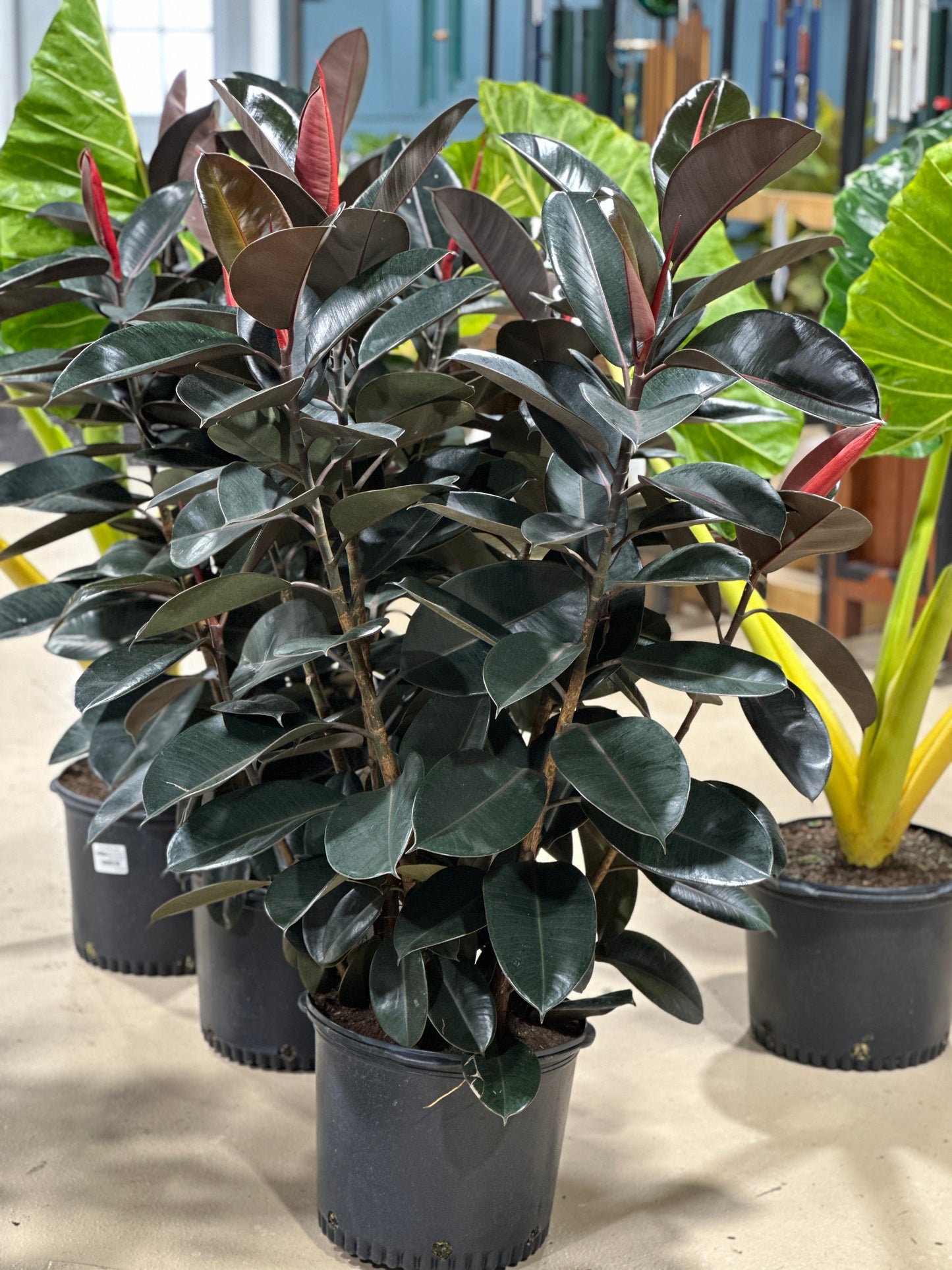 14'' Ficus Burgundy
