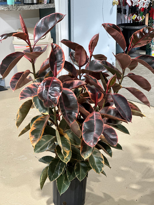 8'' Ficus Ruby
