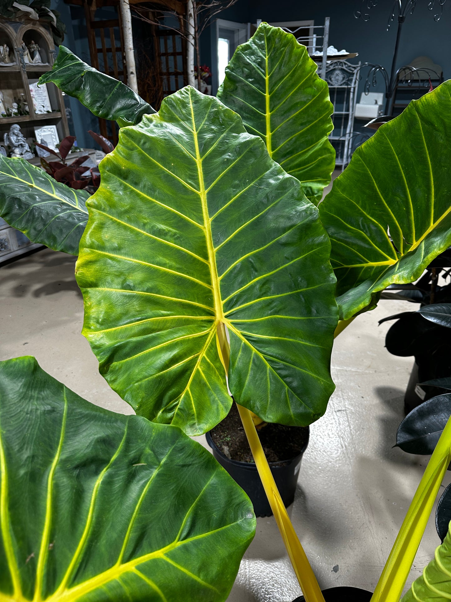 14'' Alocasia Lutea