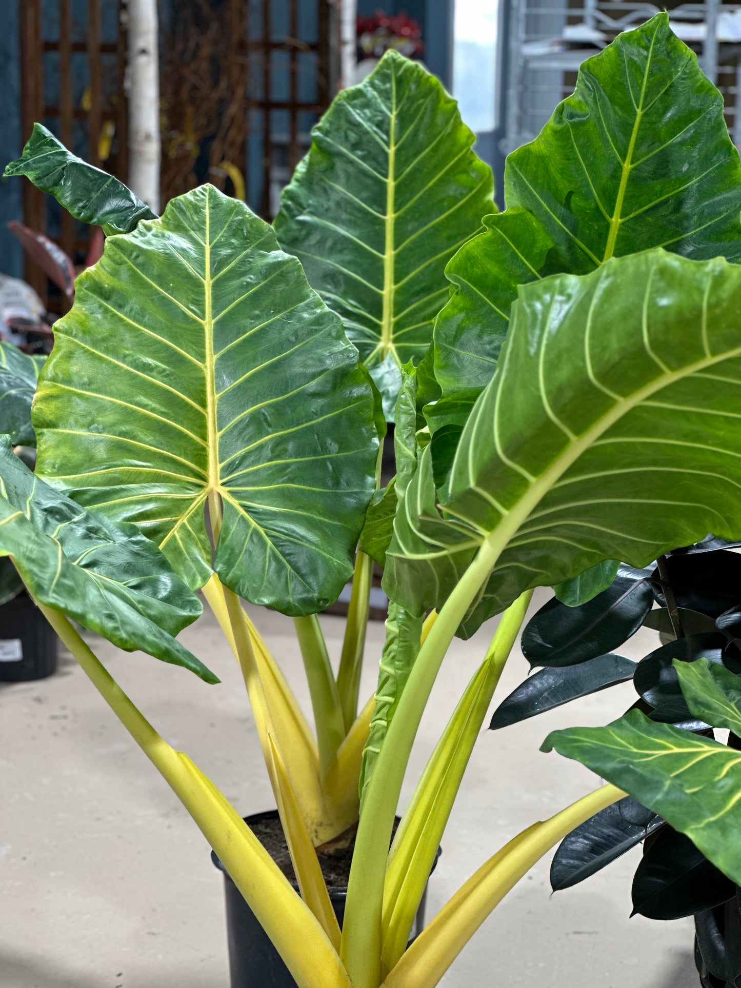 14'' Alocasia Lutea