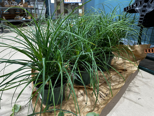 8'' Palm Ponytail