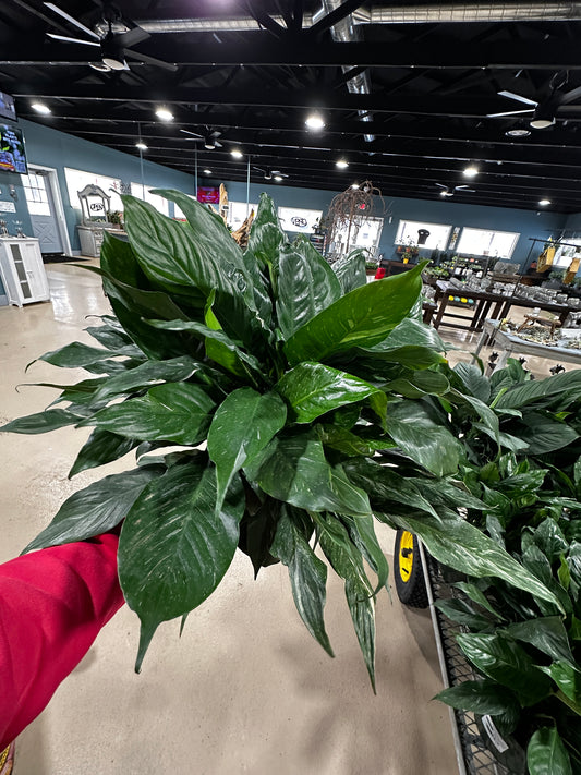 8'' Spathiphyllum Domino