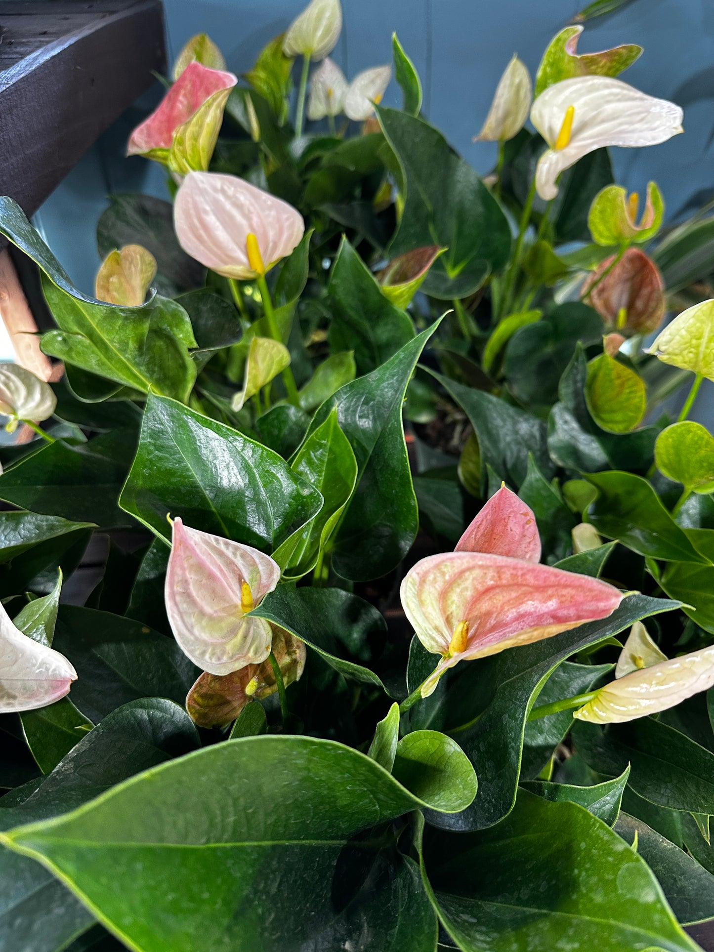6'' Anthurium Perito Pearl