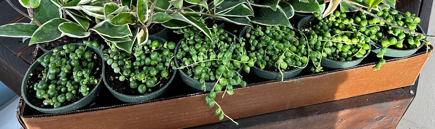 4'' Senecio String Pearl