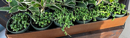4'' Senecio String Pearl