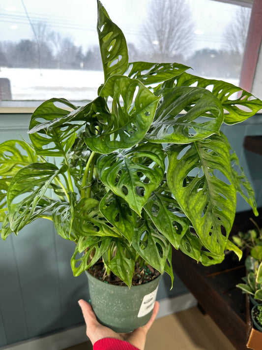 6'' Monstera Swiss Cheese