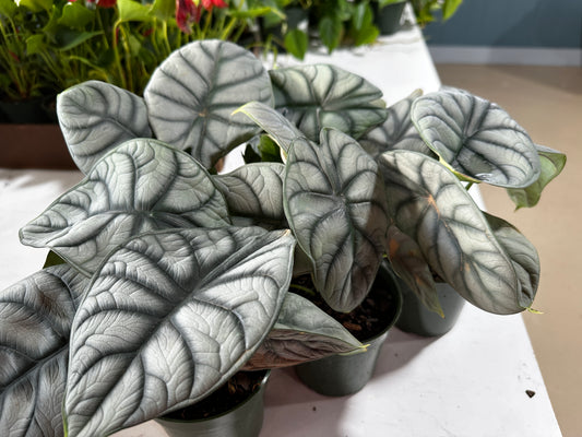 4'' Alocasia Silver Dragon