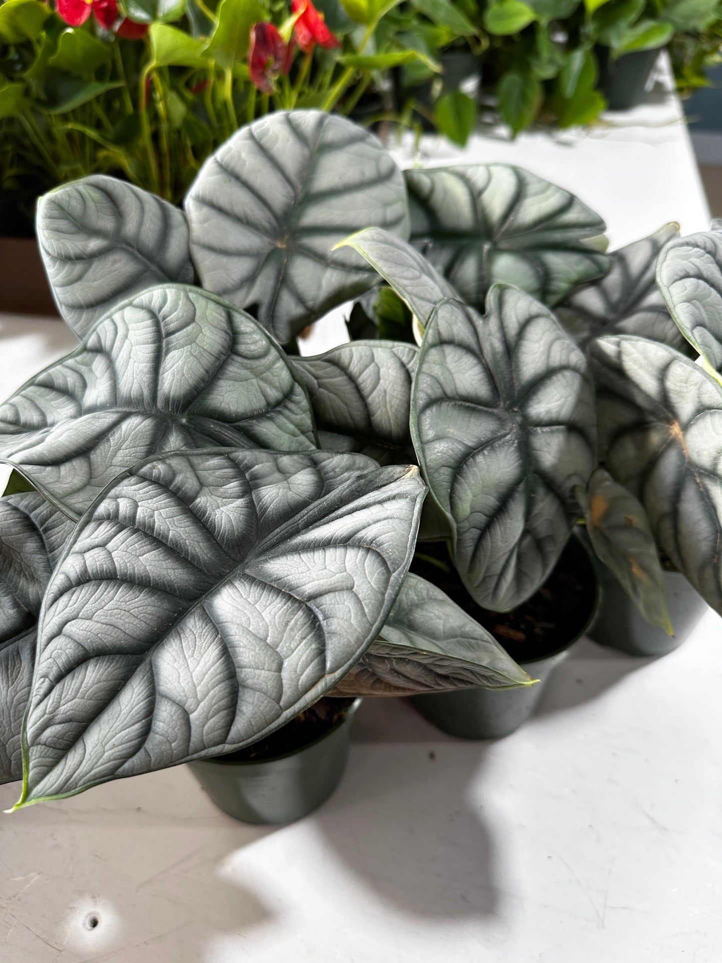 4'' Alocasia Silver Dragon