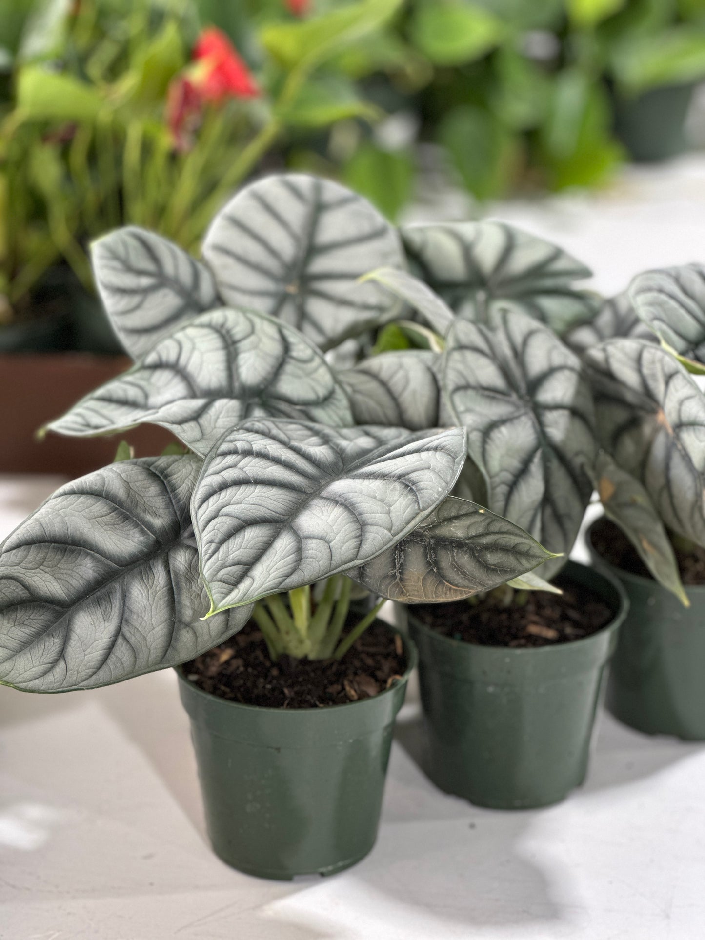 4'' Alocasia Silver Dragon