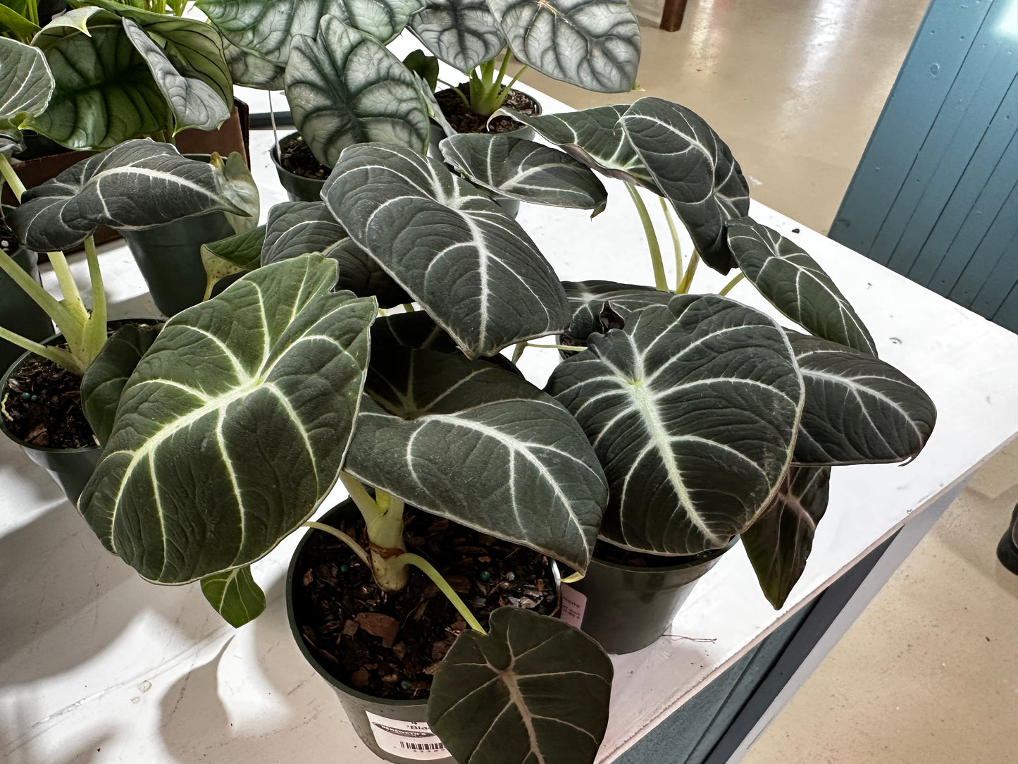 4'' Alocasia Black Velvet