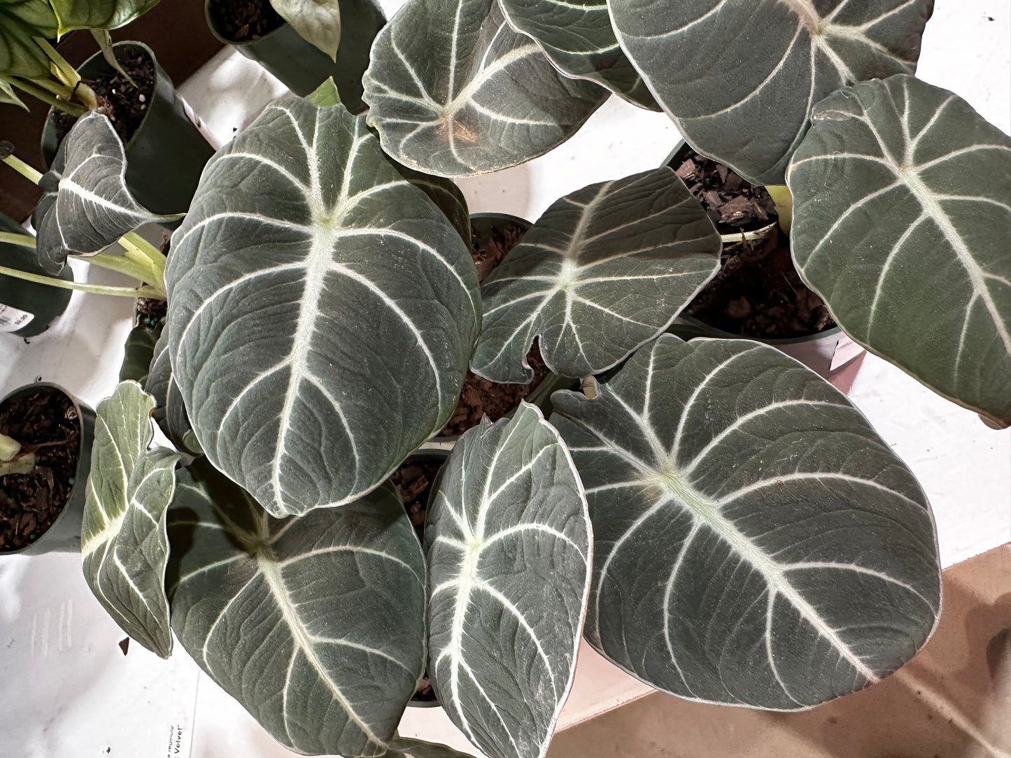 4'' Alocasia Black Velvet