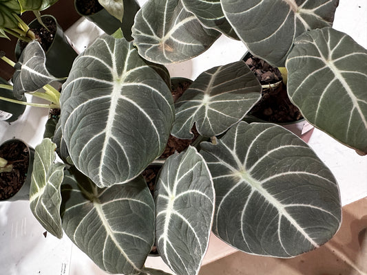 4'' Alocasia Black Velvet
