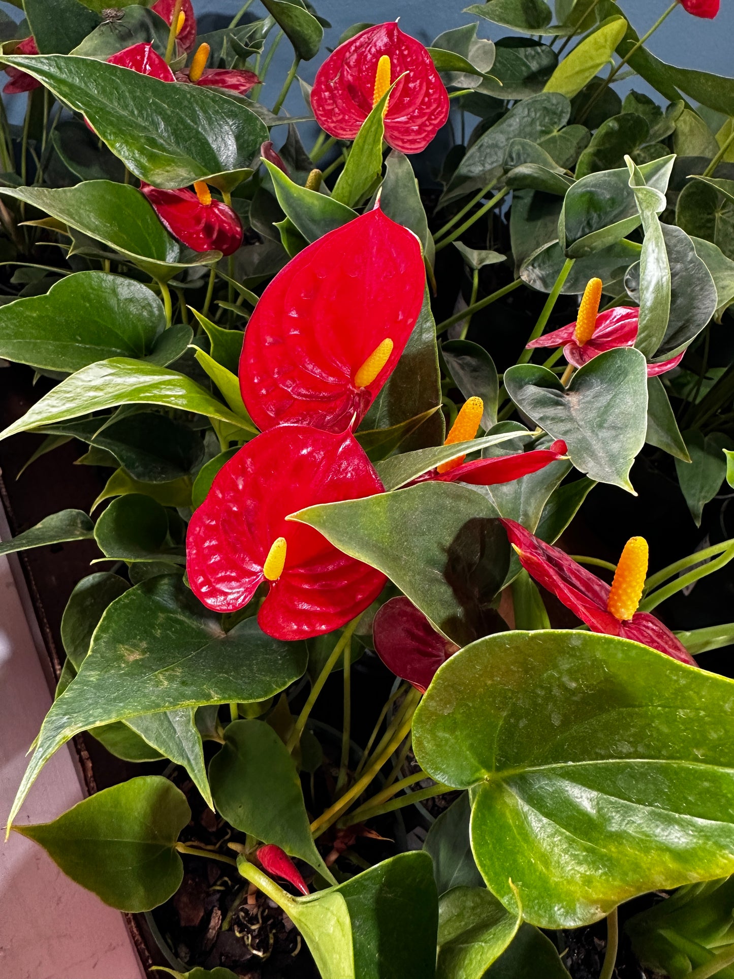 4'' Anthurium Easy Red